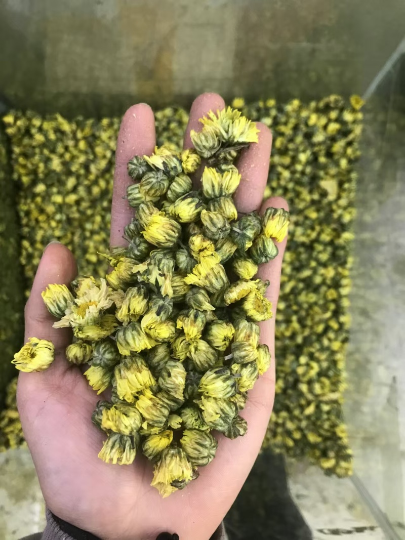 胎菊，大货批发，一手货源，质量保证，量大价优