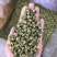 胎菊，大货批发，一手货源，质量保证，量大价优