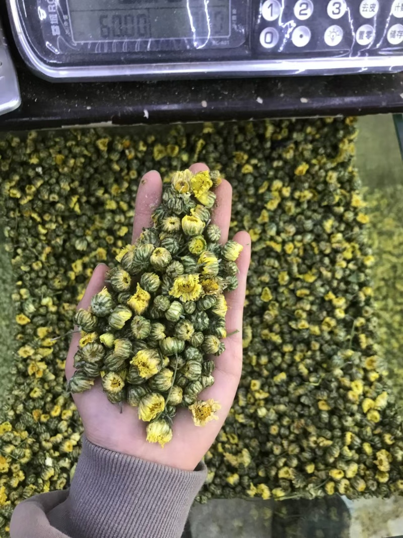 胎菊，大货批发，一手货源，质量保证，量大价优