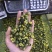 胎菊，大货批发，一手货源，质量保证，量大价优