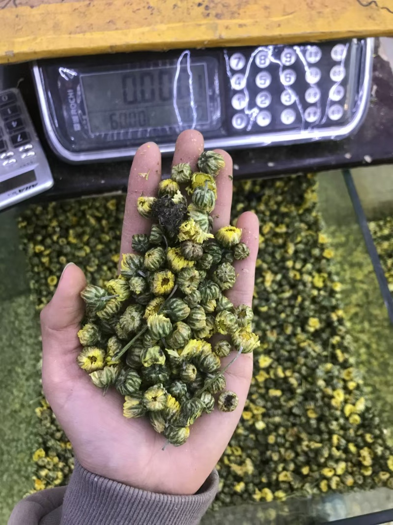 胎菊，大货批发，一手货源，质量保证，量大价优