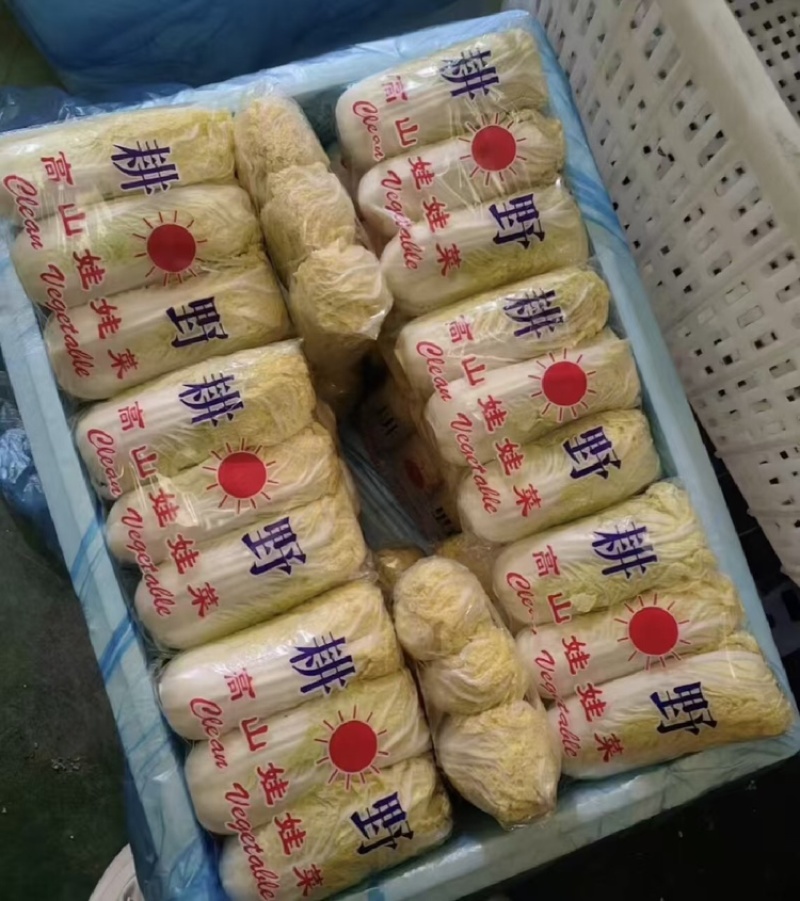 河南娃娃菜大量上市，黄娃，绿娃可按需包装，需要的联系