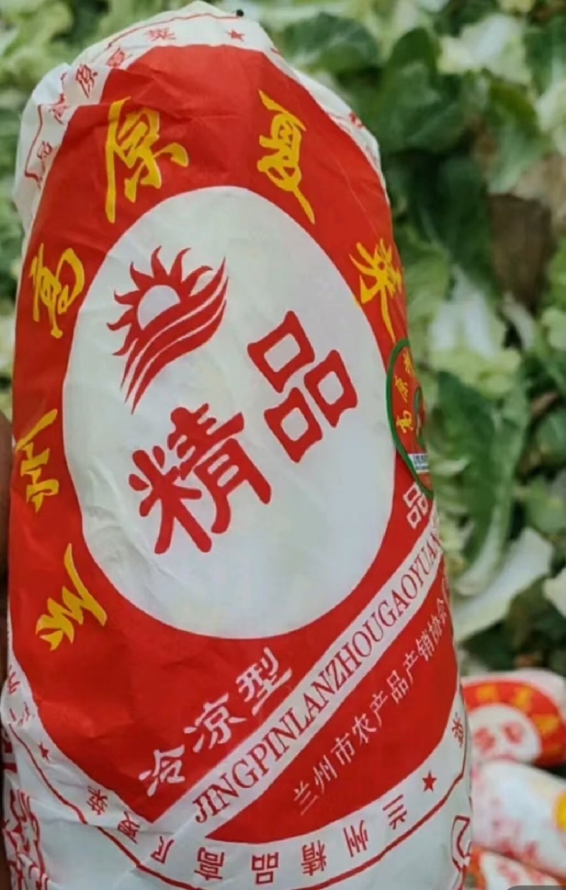 河南娃娃菜大量上市，黄娃，绿娃可按需包装，需要的联系