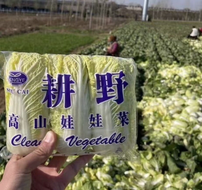 河南娃娃菜大量上市，黄娃，绿娃可按需包装，需要的联系