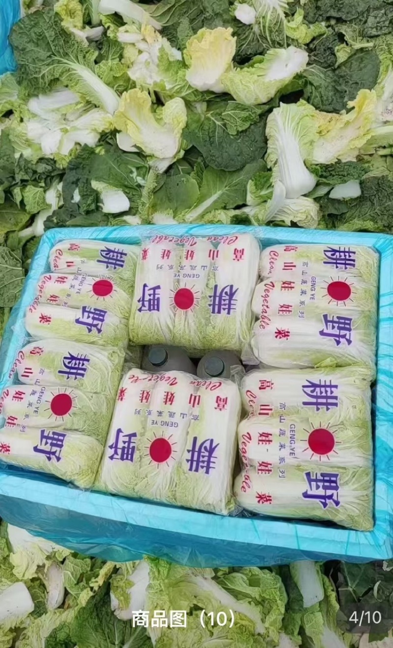 河南娃娃菜大量上市，黄娃，绿娃可按需包装，需要的联系