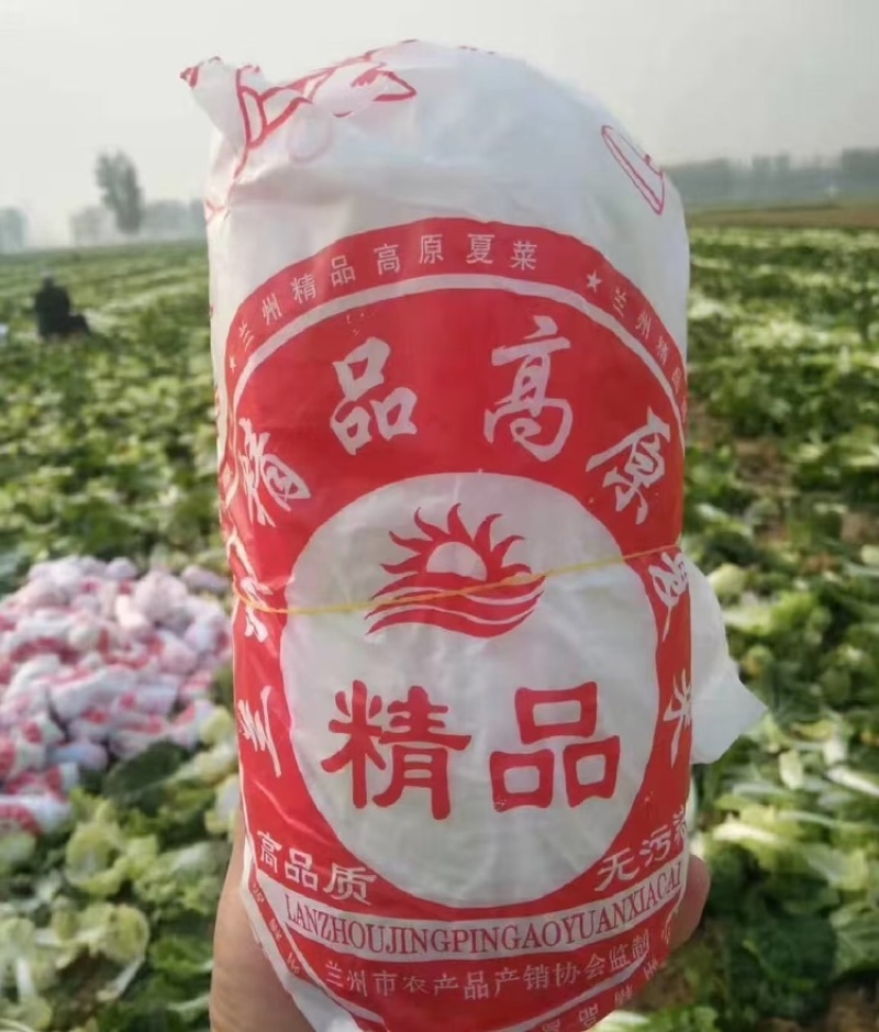 河南娃娃菜大量上市，黄娃，绿娃可按需包装，需要的联系