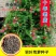 羽叶茑萝花种子四季开花易活庭院室外内盆栽爬藤攀援植物花种