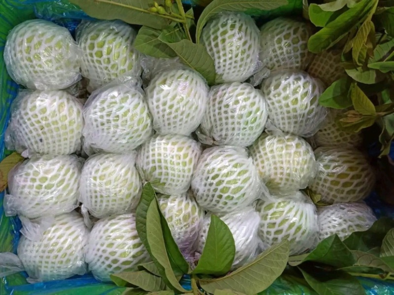 番石榴，芭乐一件代发基地直供量大从优