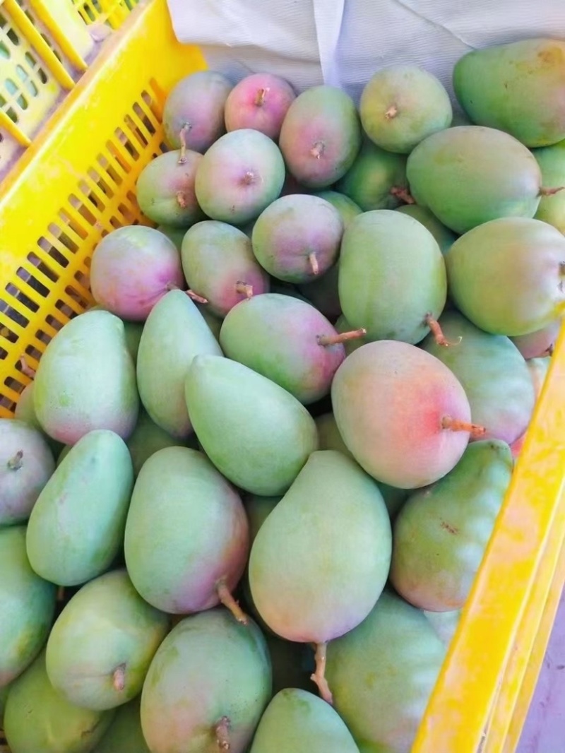 小台芒广西小台芒大量供应基地直发对接市场电商