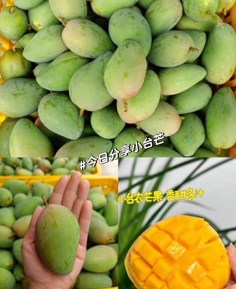小台芒广西小台芒大量供应基地直发对接市场电商