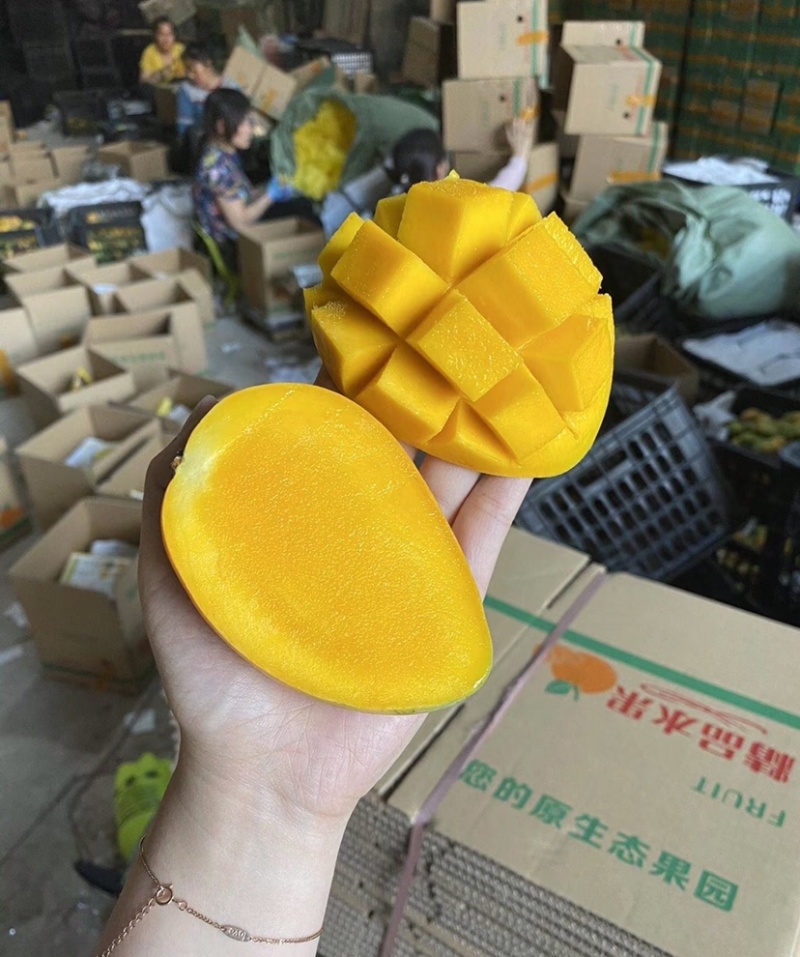 小台芒广西小台芒大量供应基地直发对接市场电商