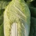 山东白菜/黄心白菜/大白菜/矮颗玲珑黄白菜/全国发货