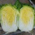 山东白菜/黄心白菜/大白菜/矮颗玲珑黄白菜/全国发货