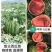 美都甜王8424金城5号懒汉西瓜龙卷风西瓜苗承接代育嫁接