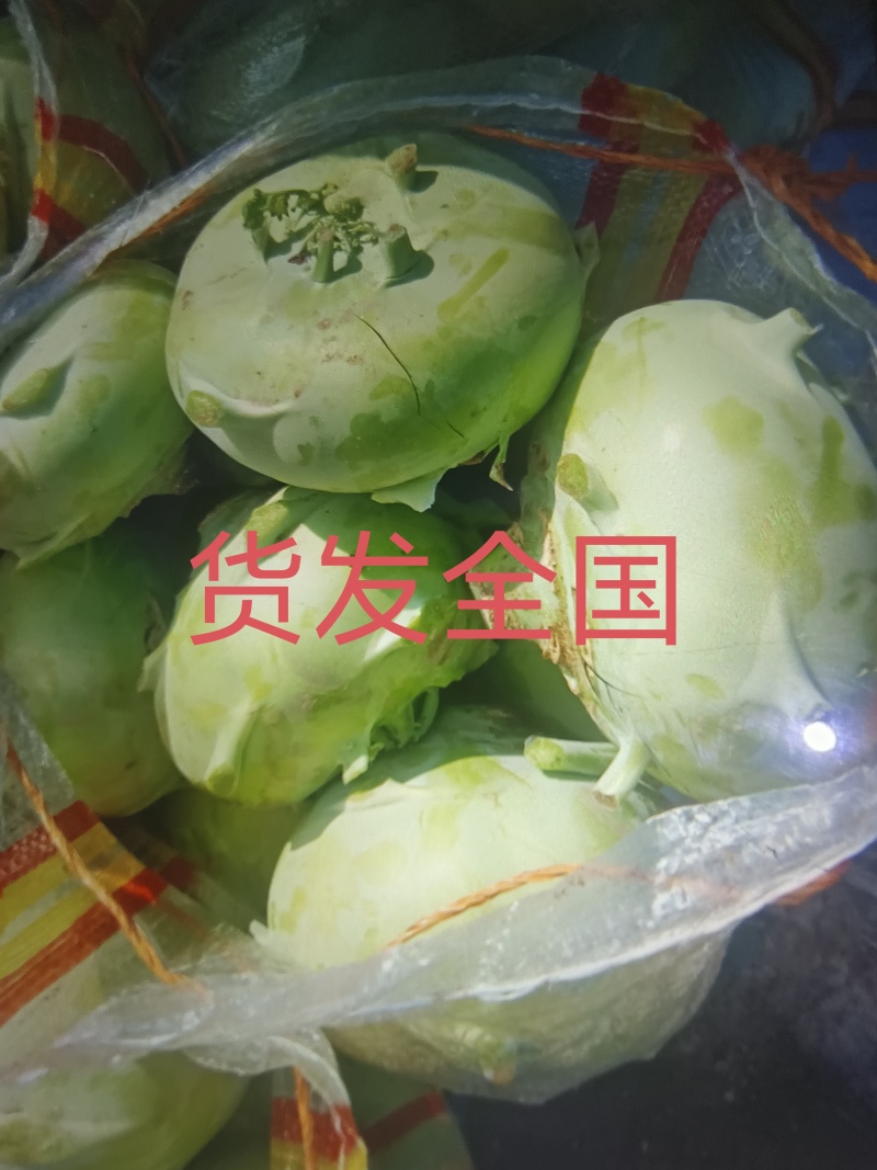 山东苤蓝，产地直发，大量货源！质优价廉，商超，酱菜厂！！