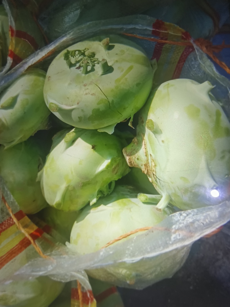 山东苤蓝，产地直发，大量货源！质优价廉，商超，酱菜厂！！