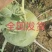 山东苤蓝，产地直发，大量货源！质优价廉，商超，酱菜厂！！