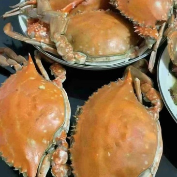 大飞蟹大量批发全国各地