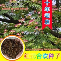 红花合欢种子又名绒花树种籽观赏红花四季易种阳台盆栽银合欢