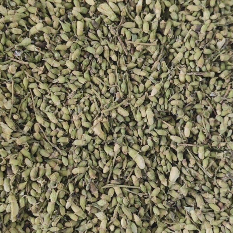 槐米槐花米颜色青绿量大从优杂质少批发各种中药材