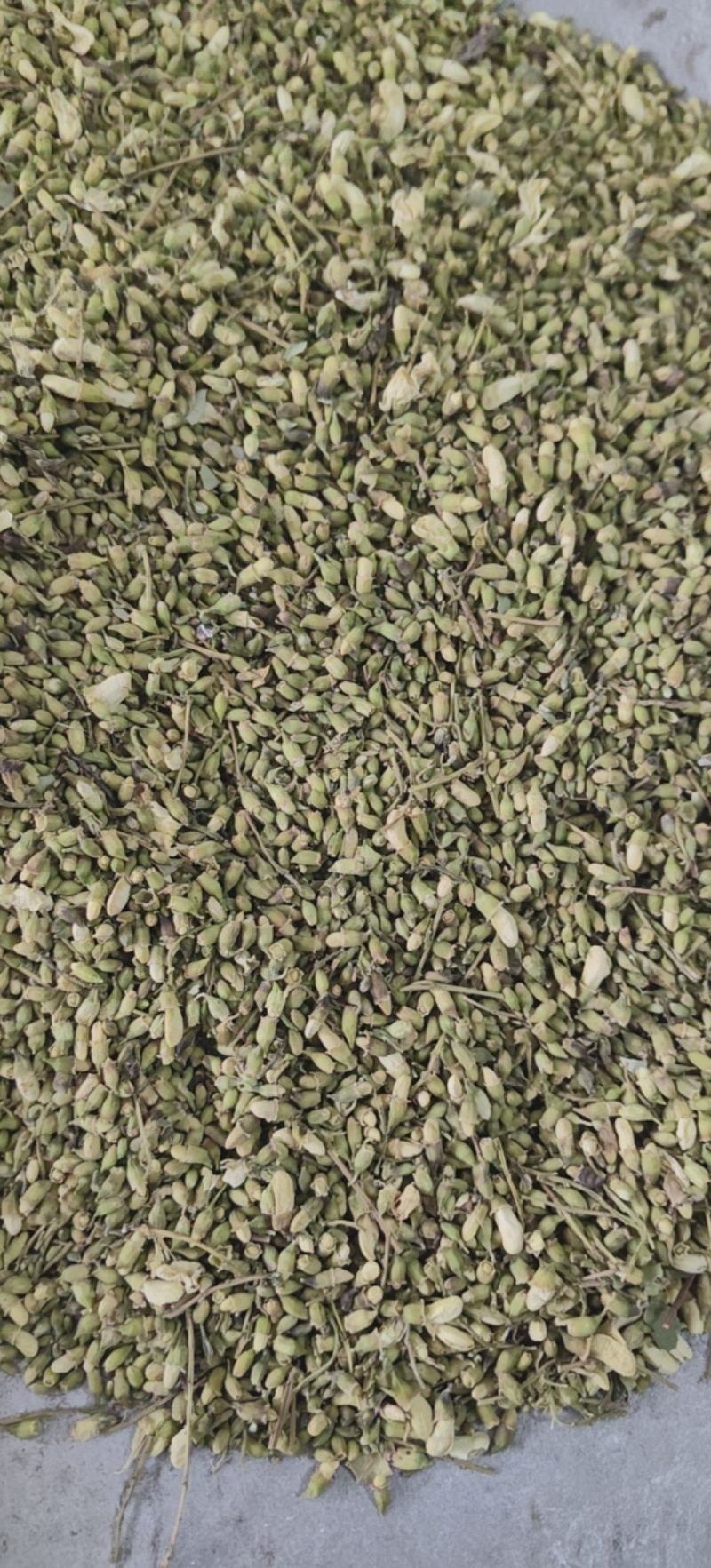 槐米槐花米颜色青绿量大从优杂质少批发各种中药材