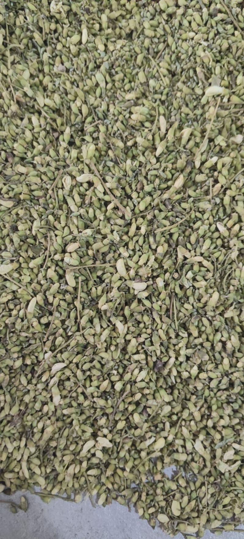 槐米槐花米颜色青绿量大从优杂质少批发各种中药材