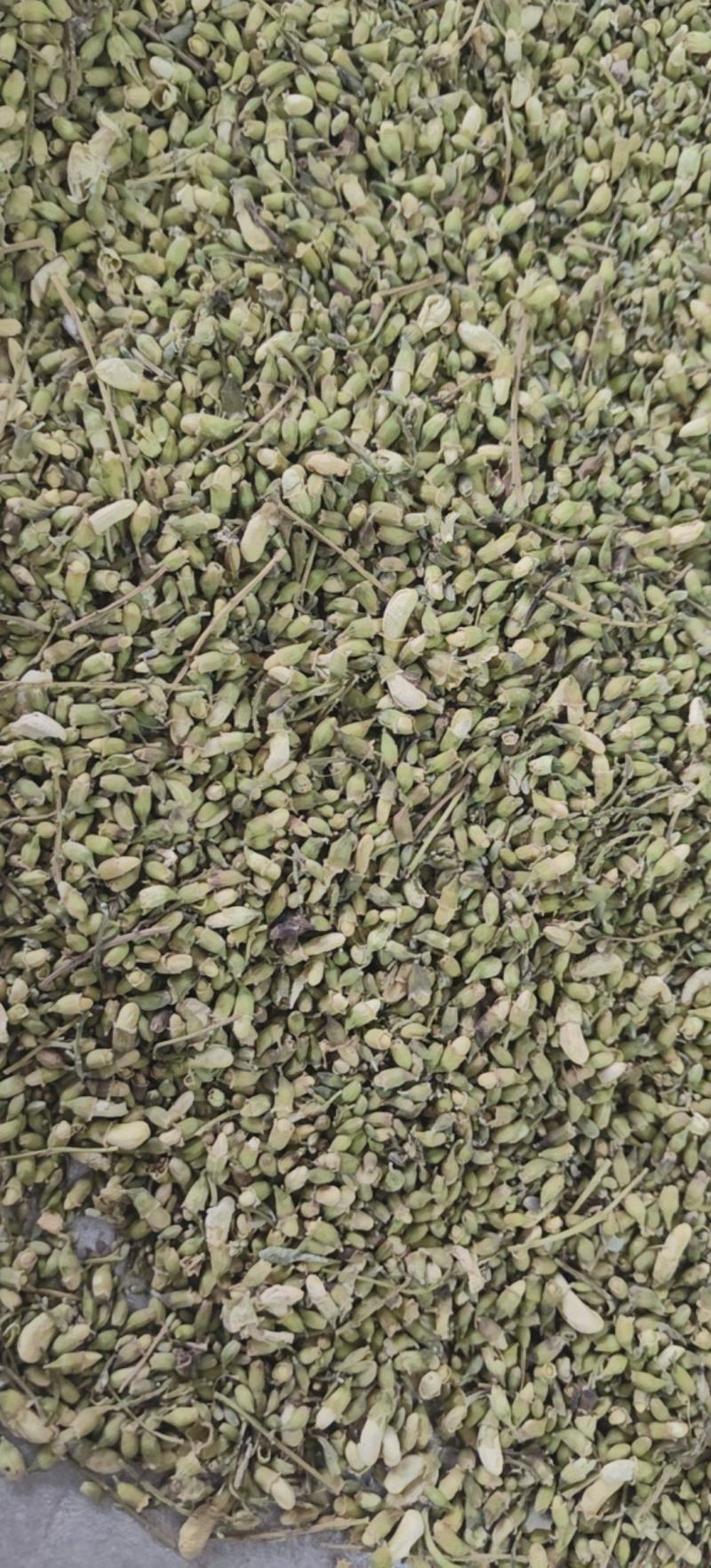 槐米槐花米颜色青绿量大从优杂质少批发各种中药材