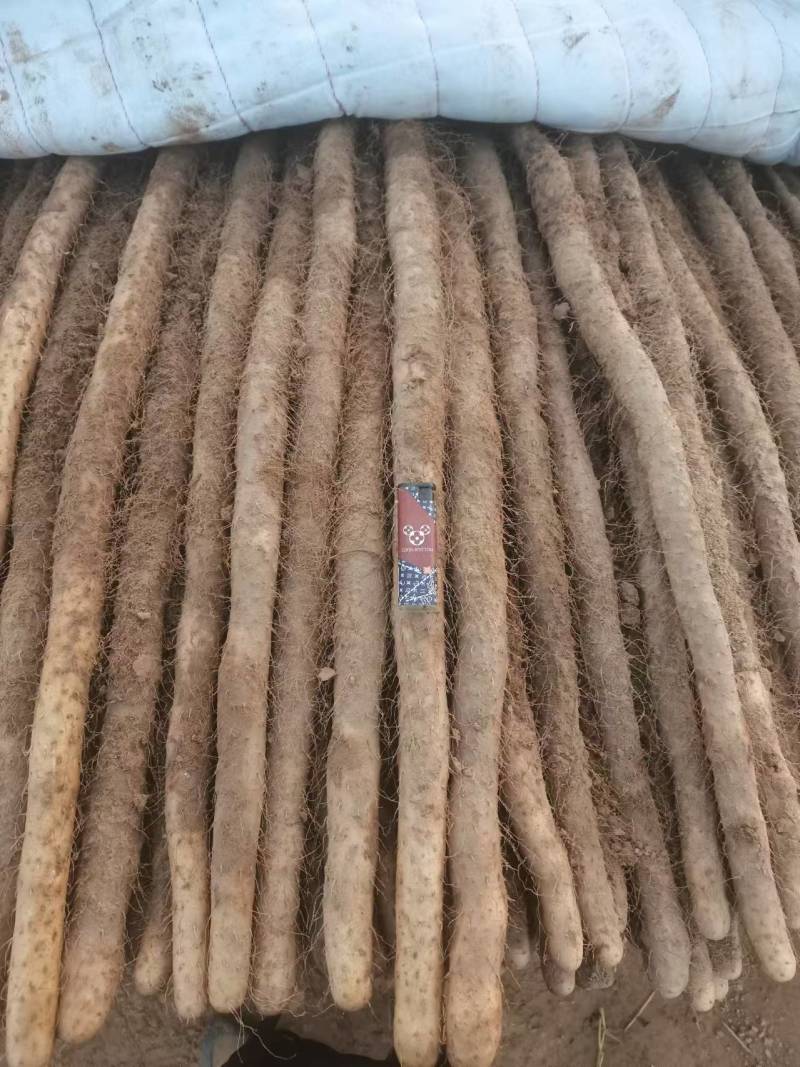 铁棍山药品质保证货源充全国发货诚信经营欢迎电联