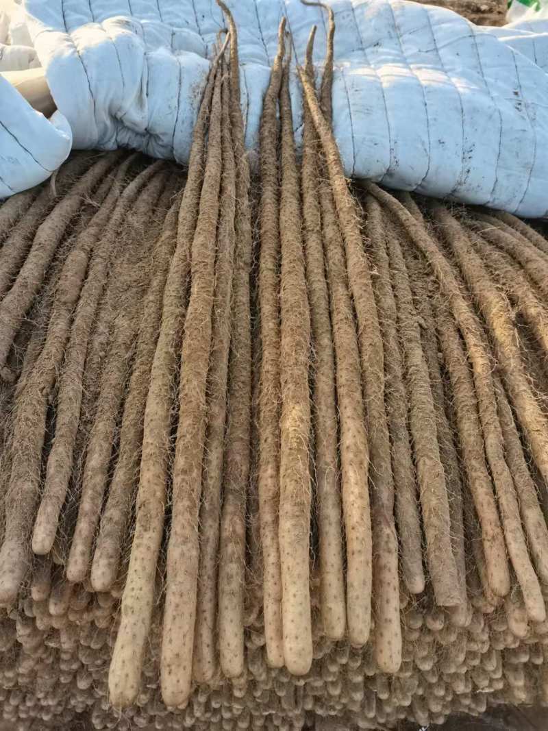 铁棍山药品质保证货源充全国发货诚信经营欢迎电联