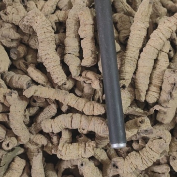 巴戟天巴戟肉优质无硫全抽巴戟肉产地直销一手货源中药材