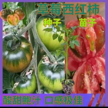 草莓西红柿苗正宗铁皮子绿肩浓口感脆甜糖度高高产抗病