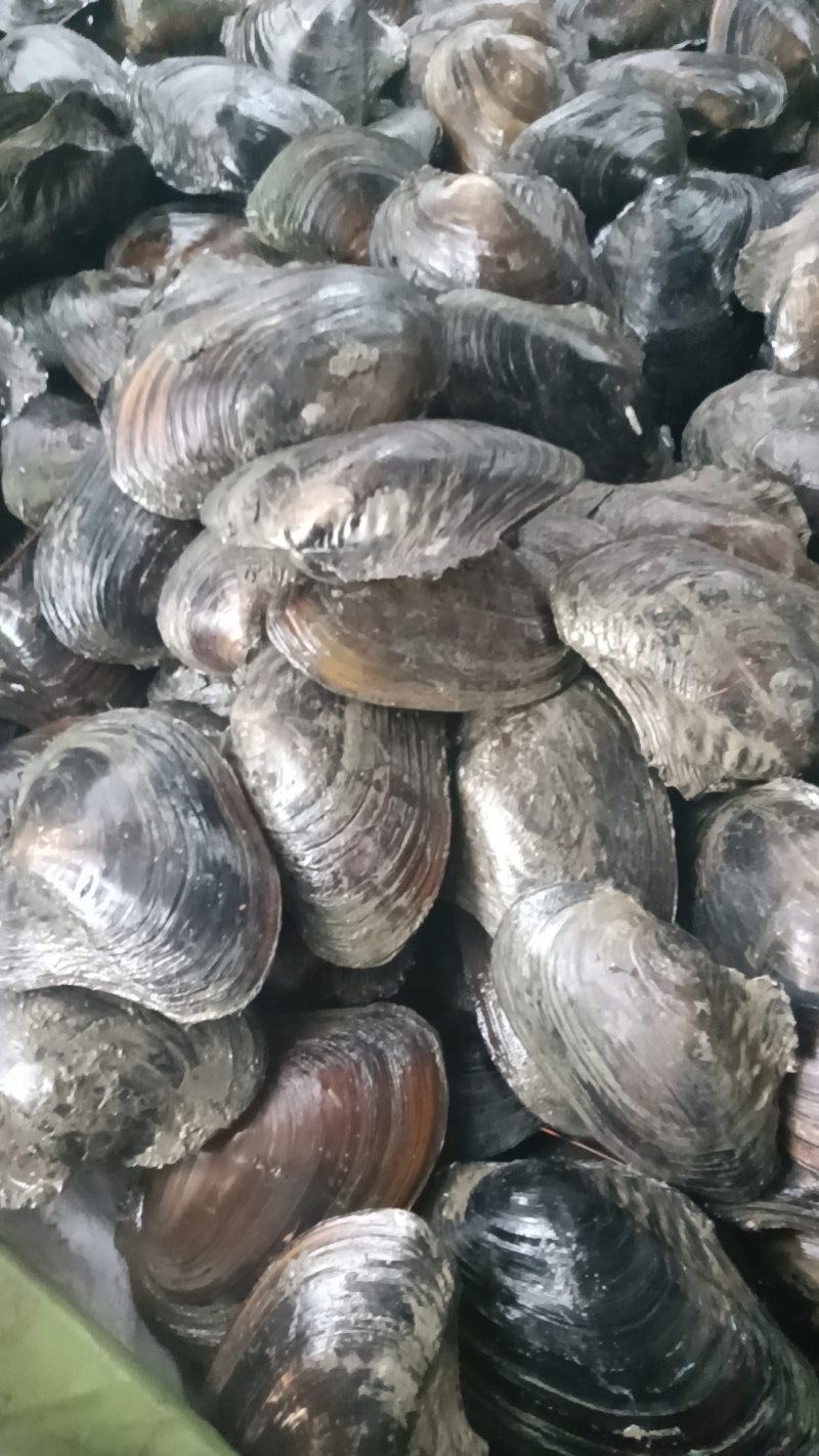 河蚌