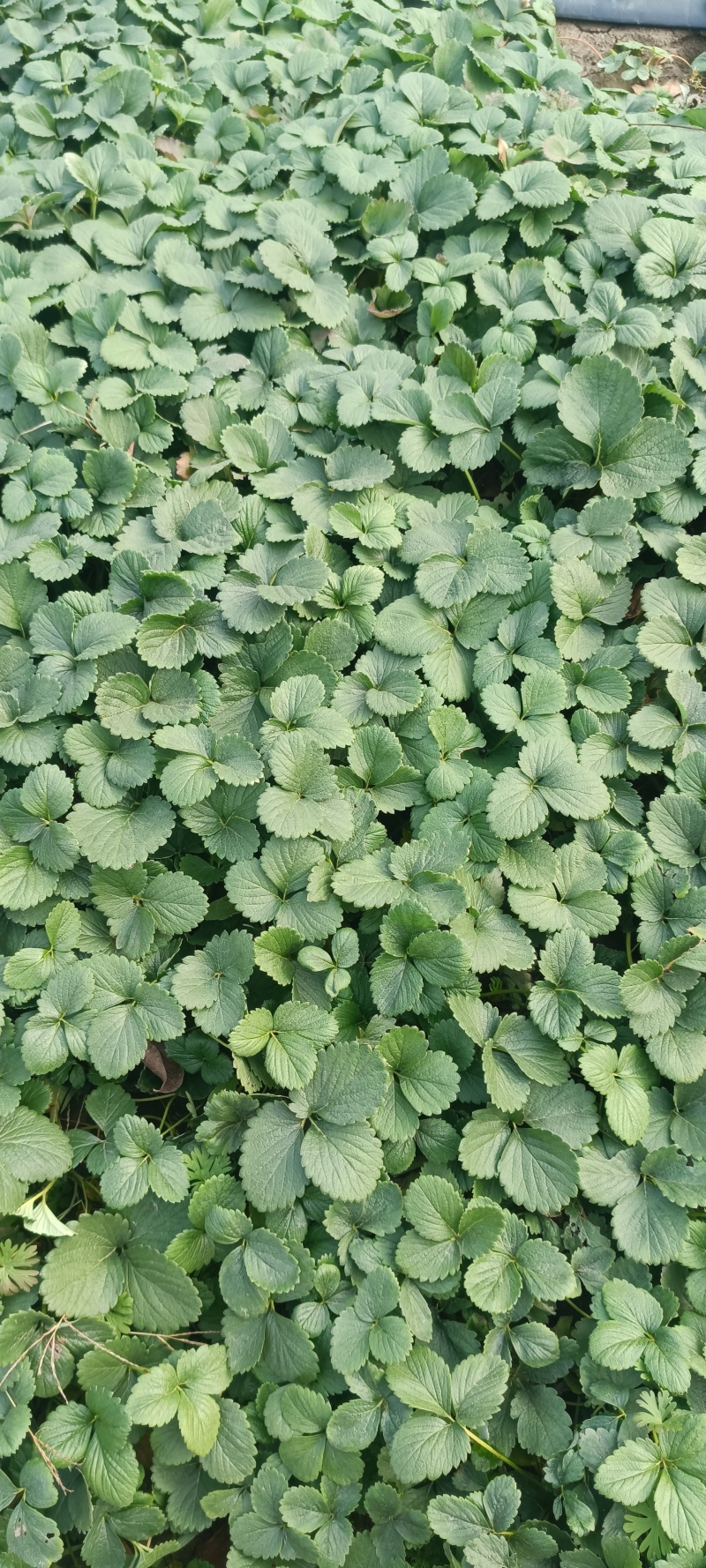 草莓苗奶油草莓苗优质草莓苗草莓价格大棚草莓苗