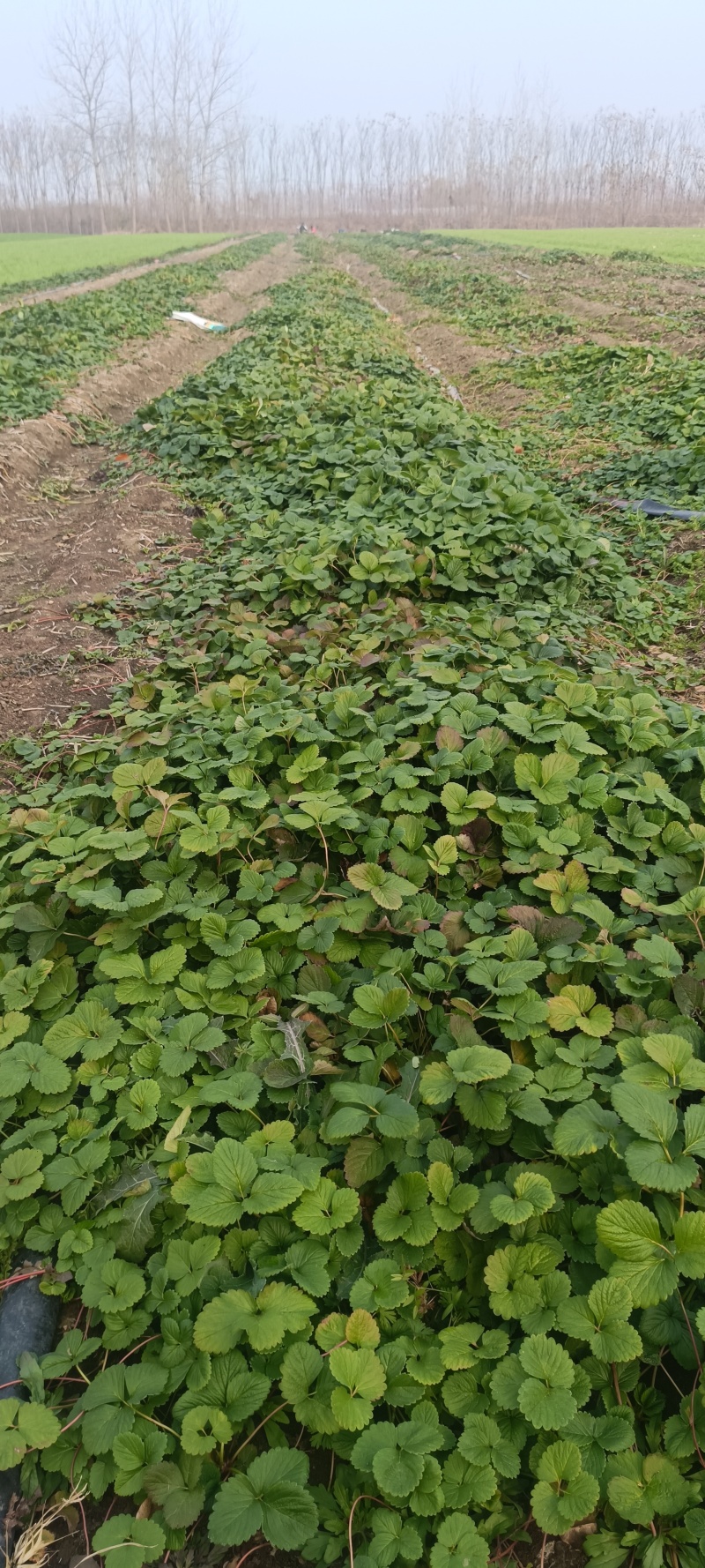 草莓苗奶油草莓苗优质草莓苗草莓价格大棚草莓苗