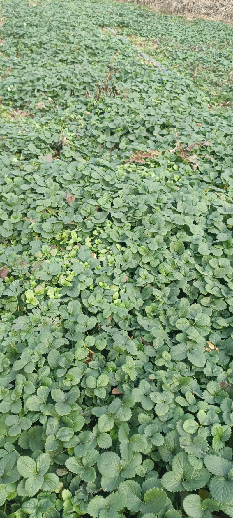 草莓苗奶油草莓苗优质草莓苗草莓价格大棚草莓苗