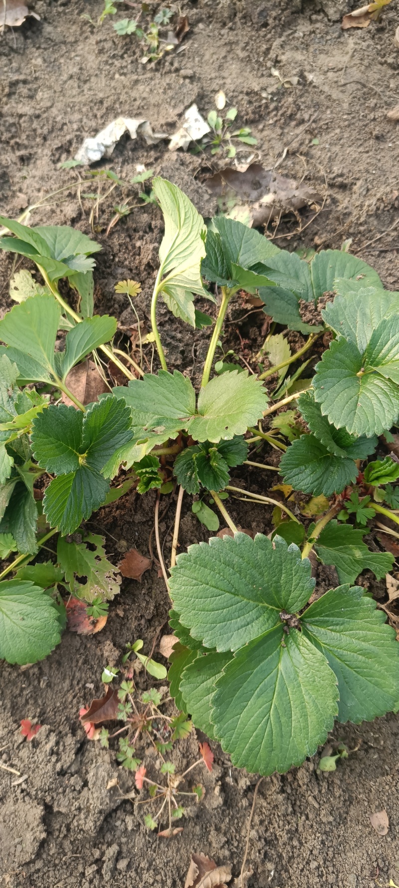 草莓苗奶油草莓苗优质草莓苗草莓价格大棚草莓苗