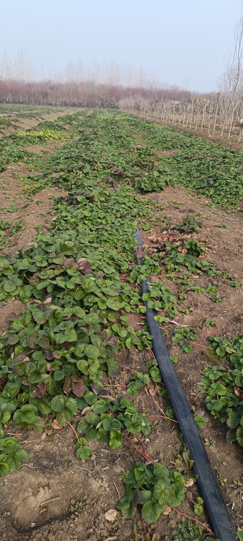 草莓苗奶油草莓苗优质草莓苗草莓价格大棚草莓苗