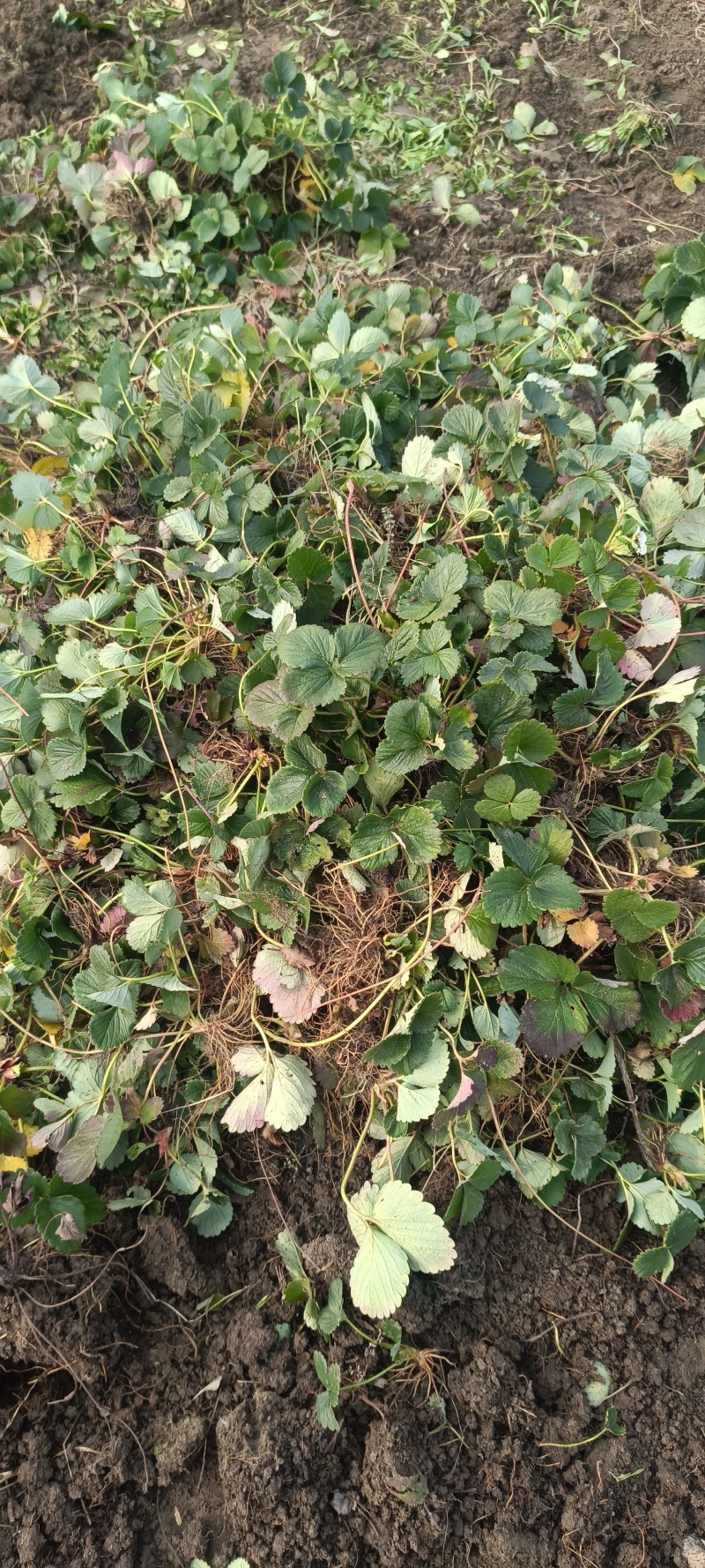 草莓苗奶油草莓苗优质草莓苗草莓价格大棚草莓苗