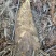 高山深山野生冬笋有需要的联系我