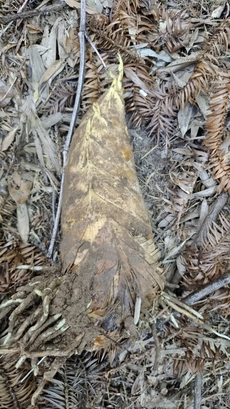 高山深山野生冬笋有需要的联系我