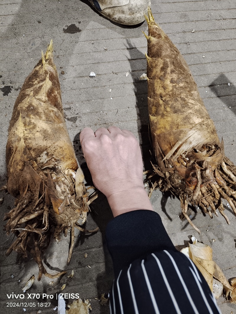 高山深山野生冬笋有需要的联系我