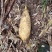 高山深山野生冬笋有需要的联系我