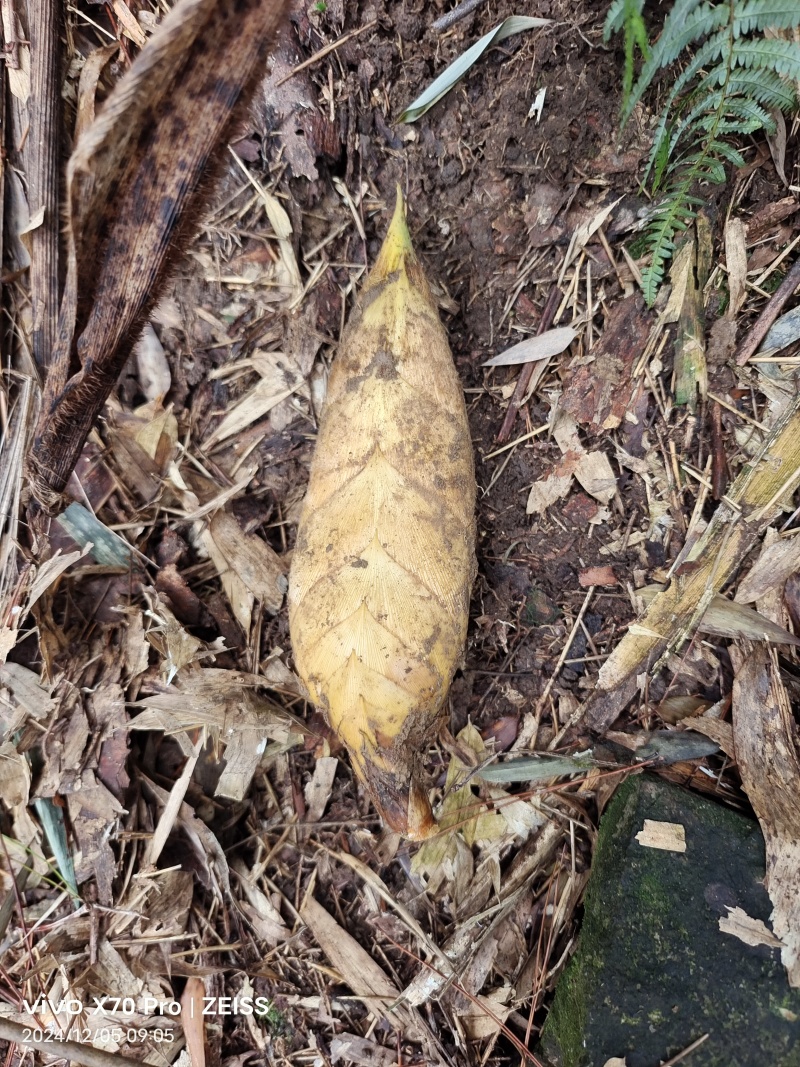 高山深山野生冬笋有需要的联系我