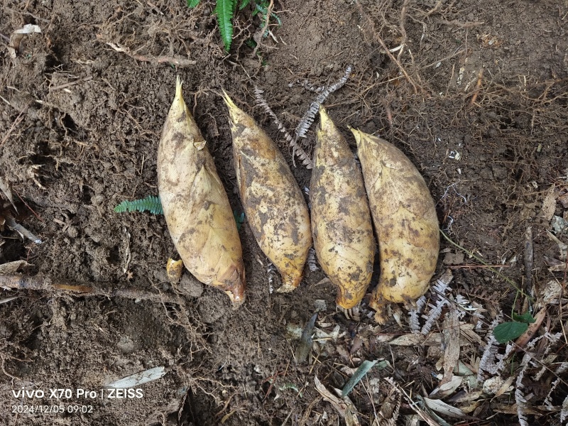 高山深山野生冬笋有需要的联系我