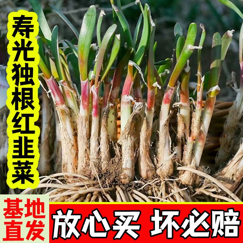 正宗独根红韭菜根四季阳台盆栽产地直发批发质量好