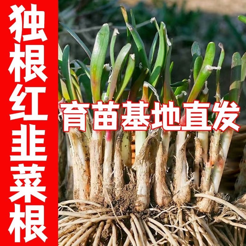 正宗独根红韭菜根四季阳台盆栽产地直发批发质量好