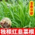 正宗独根红韭菜根四季阳台盆栽产地直发批发质量好