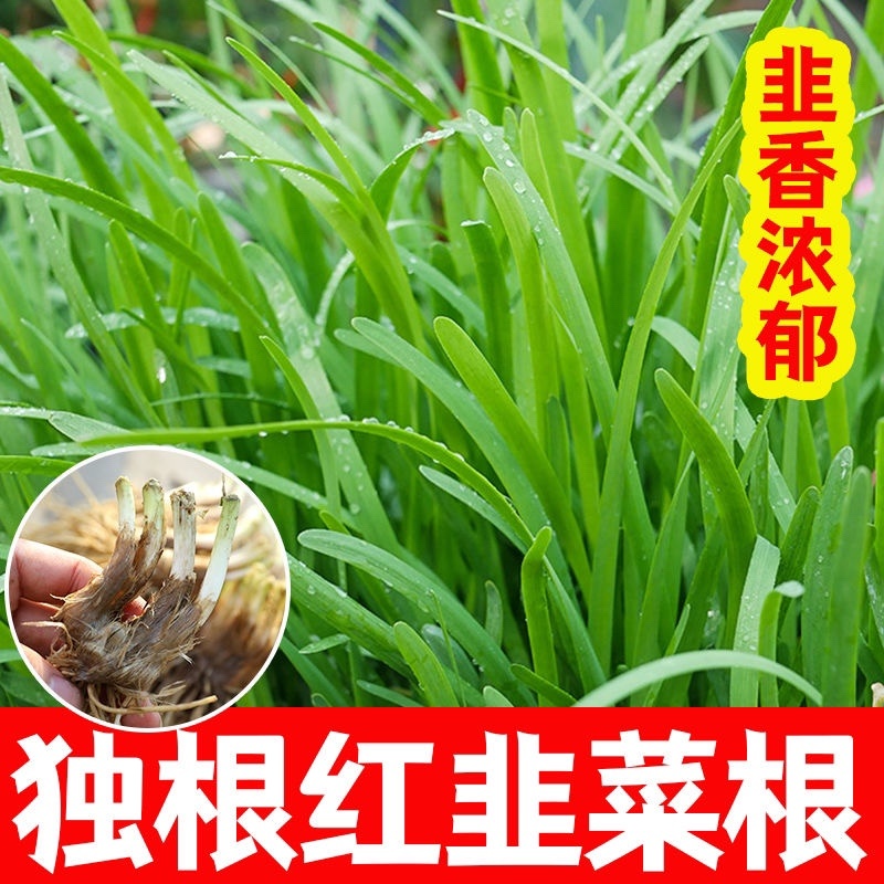 正宗独根红韭菜根四季阳台盆栽产地直发批发质量好