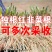 正宗独根红韭菜根四季阳台盆栽产地直发批发质量好