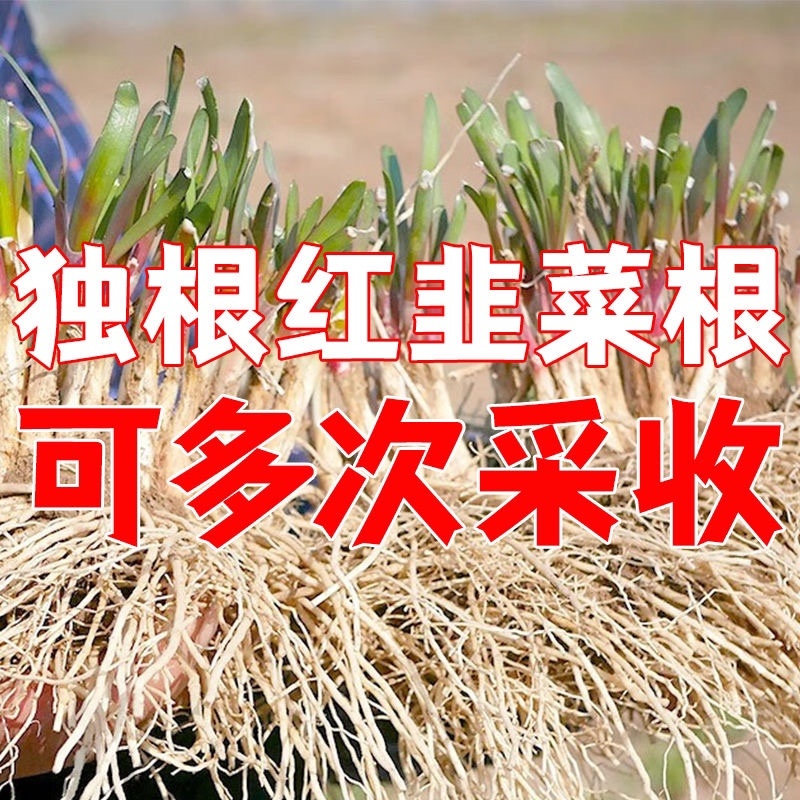 正宗独根红韭菜根四季阳台盆栽产地直发批发质量好